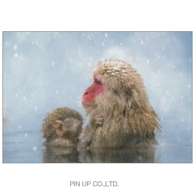 ポストカード 動物 地獄谷温泉のニホンザル 母にしがみつく子ども Pin Fk13 Animal 673 l Pictorial Network 通販 Yahoo ショッピング