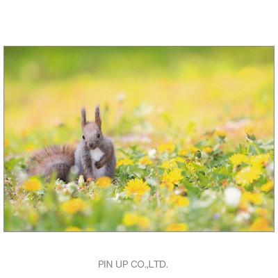 ポストカード 動物 エゾリス タンポポ Pin Am163 Animal 6 l Pictorial Network 通販 Yahoo ショッピング