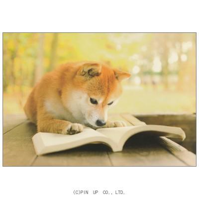 ポストカード 動物 読書中の柴犬 Pin Ak22 Animal 709 l Pictorial Network 通販 Yahoo ショッピング