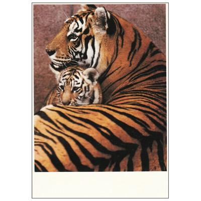 ポストカード 動物 寄り添うトラの親子 Paper C 69 Animal 737 l Pictorial Network 通販 Yahoo ショッピング