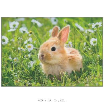 ポストカード 動物 うさぎのアップ Pin Am191 スーパーセール 春