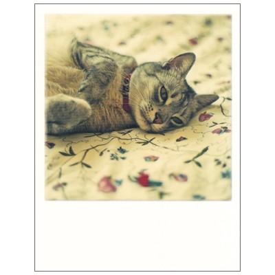 ポストカード 動物 Polacard インスタントカメラデザイン 横になるねこ 花柄の布 Heart Animal 774 l Pictorial Network 通販 Yahoo ショッピング