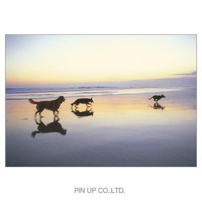 ポストカード 動物 海辺の朝焼け 走る犬 シルエット Pin Am267 Animal 785 l Pictorial Network 通販 Yahoo ショッピング