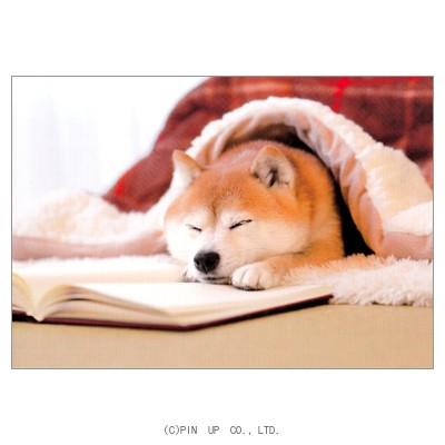 ポストカード 動物 こたつで眠る柴犬 Pin Fu19 Animal 802 l Pictorial Network 通販 Yahoo ショッピング