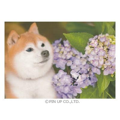 ポストカード 動物 あじさいに寄り添う犬 Pin Na7 Animal 0 l Pictorial Network 通販 Yahoo ショッピング