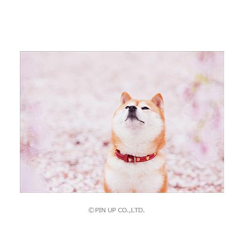 ポストカード 動物 柴犬 桜見上げる Pin Ha618 Animal 901 l Pictorial Network 通販 Yahoo ショッピング
