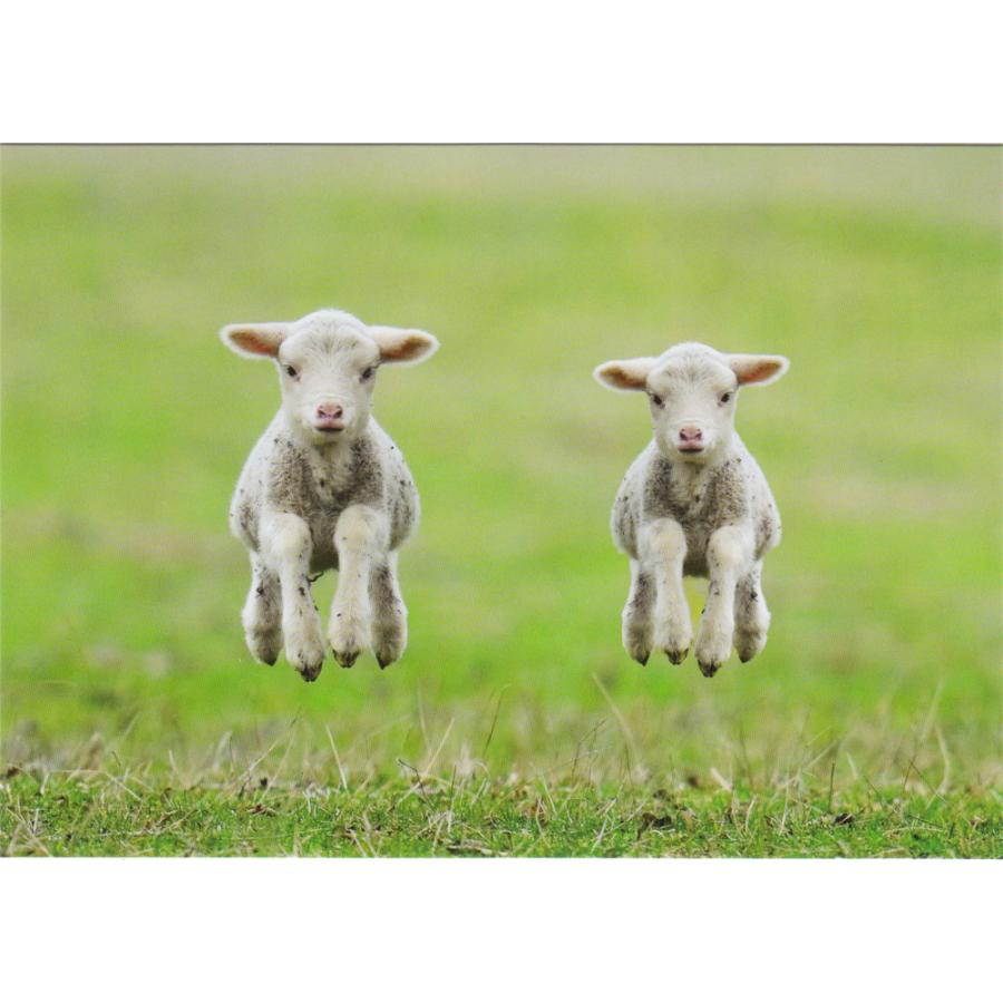 ポストカード 動物 2匹の子ヤギ Heart Animal 908 l Pictorial Network 通販 Yahoo ショッピング