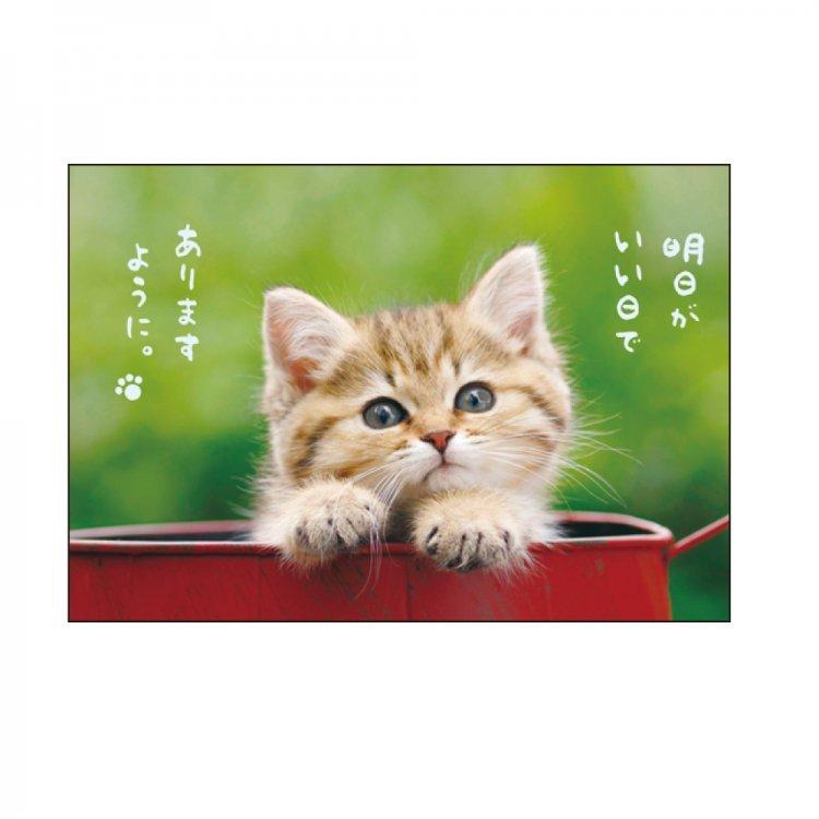 公式ストア ポストカード 動物 明日がいい日でありますように Pb 335 Act C