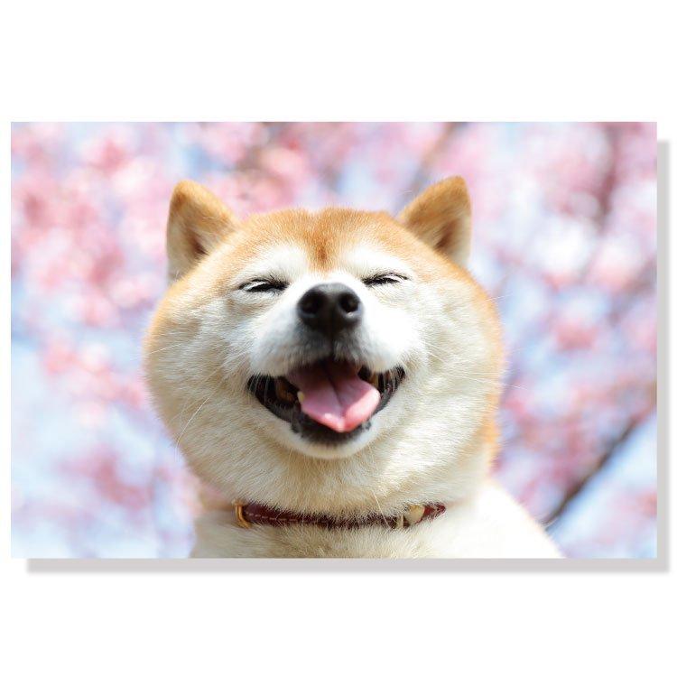 ポストカード 動物 桜 柴犬 笑顔 Pn 5h Act C 新入荷 流行