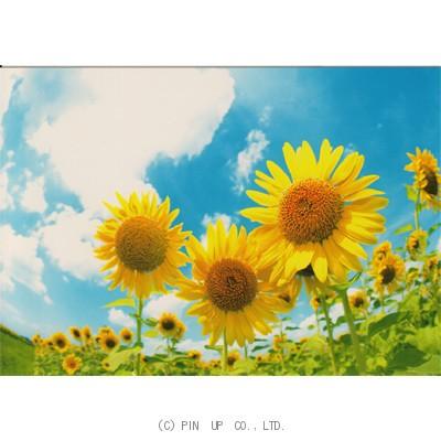ポストカード お花 水色の空とひまわり3輪 Pin Fw185 Hana 103 l Pictorial Network 通販 Yahoo ショッピング
