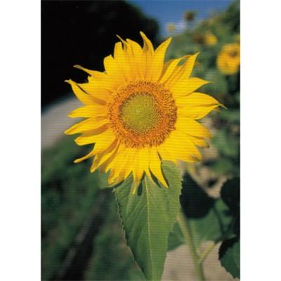 ポストカード お花 美品 北海道のひまわり l 一輪