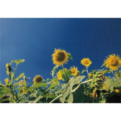 ポストカード お花 北海道のひまわり畑と青空 l Hana 238 l Pictorial Network 通販 Yahoo ショッピング