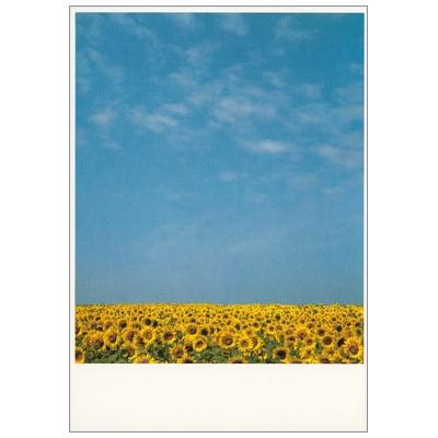 ポストカード お花 ひまわり畑と青空 下枠幅広 Paper C 2394 Hana 299 l Pictorial Network 通販 Yahoo ショッピング