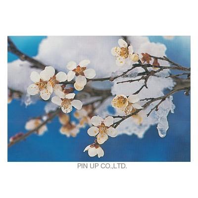 ポストカード お花 梅 雪 青背景 Pin Np194 Hana 464 l Pictorial Network 通販 Yahoo ショッピング