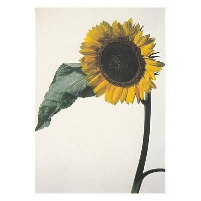 ポストカード お花 ひまわり 右端 白背景 Paper C 1974 Hana 477 l Pictorial Network 通販 Yahoo ショッピング