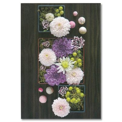 ポストカード お花 ダリアと菊 Pin Fw233 Hana 491 l Pictorial Network 通販 Yahoo ショッピング