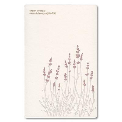 ポストカード イラスト 活版印刷 Botanical Garden イングリッシュラベンダー プロペラスタジオ Ill 1764 l Pictorial Network 通販 Yahoo ショッピング