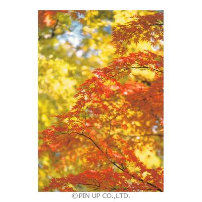 ポストカード 風景 紅葉 明るい背景 Pin Np571 Scene 792 l Pictorial Network 通販 Yahoo ショッピング