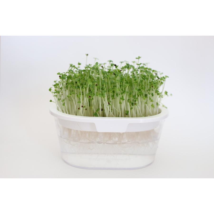 ブロッコリースプラウト グリーンフィールドプロジェクト 有機  栽培キット ホワイト 2袋入 園芸用品 ミニ盆栽 栽培キット 有機栽培 オンラインレッスン動画付 |  | 01