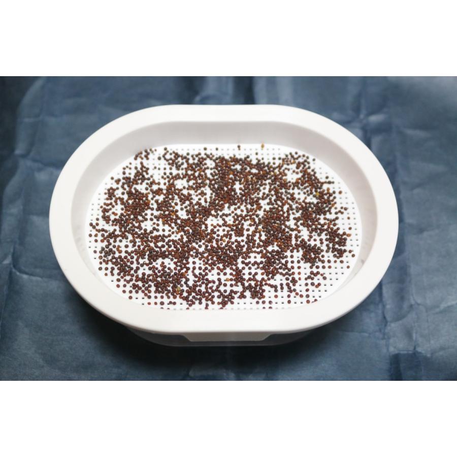 ブロッコリースプラウト グリーンフィールドプロジェクト 有機  栽培キット ホワイト 2袋入 園芸用品 ミニ盆栽 栽培キット 有機栽培 オンラインレッスン動画付 |  | 02