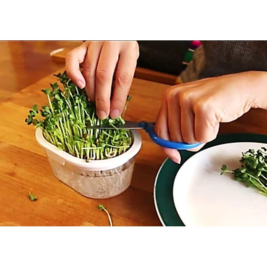 ブロッコリースプラウト グリーンフィールドプロジェクト 有機  栽培キット ホワイト 2袋入 園芸用品 ミニ盆栽 栽培キット 有機栽培 オンラインレッスン動画付 |  | 03