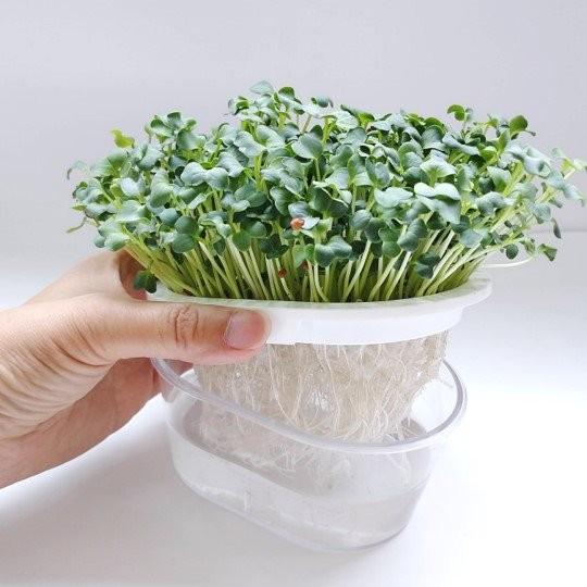 ブロッコリースプラウト グリーンフィールドプロジェクト 有機  栽培キット ホワイト 2袋入 園芸用品 ミニ盆栽 栽培キット 有機栽培 オンラインレッスン動画付 |  | 04