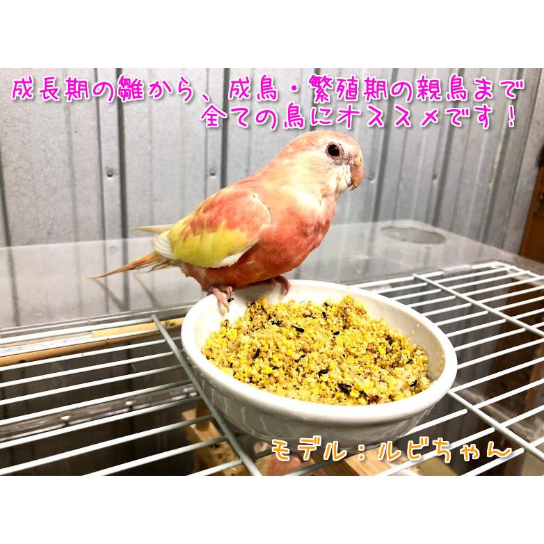 62%以上節約Witte Molen エッグフード エサ メール便 500g お試しサイズ 鳥 インコ 餌 オウム フード ポイント消化 サプリメント 鳥さんの栄養副食エッグフード500g