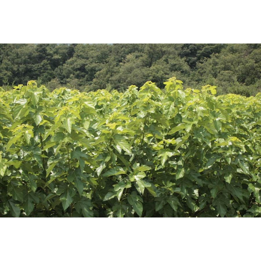 有機桑の葉ほうじ茶（20包入）ハーブティー　美容  メタボ　デトックス　免疫アップ　健康　ダイエット 血糖値　糖尿病 コレステロール 血圧　貧血 |  | 01