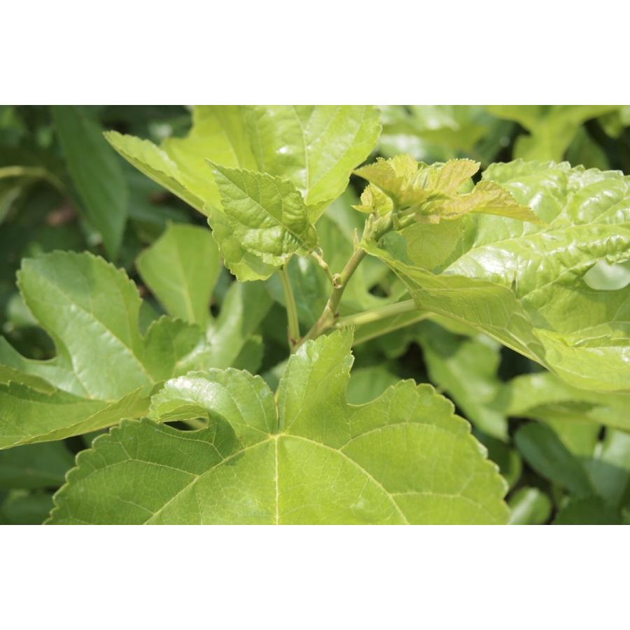 有機桑の葉ほうじ茶（送料無料）初回限定キャンペーン　美容  メタボ　デトックス　免疫アップ　健康　ダイエット 血糖値　糖尿病 コレステロール 血圧　貧血 |  | 02