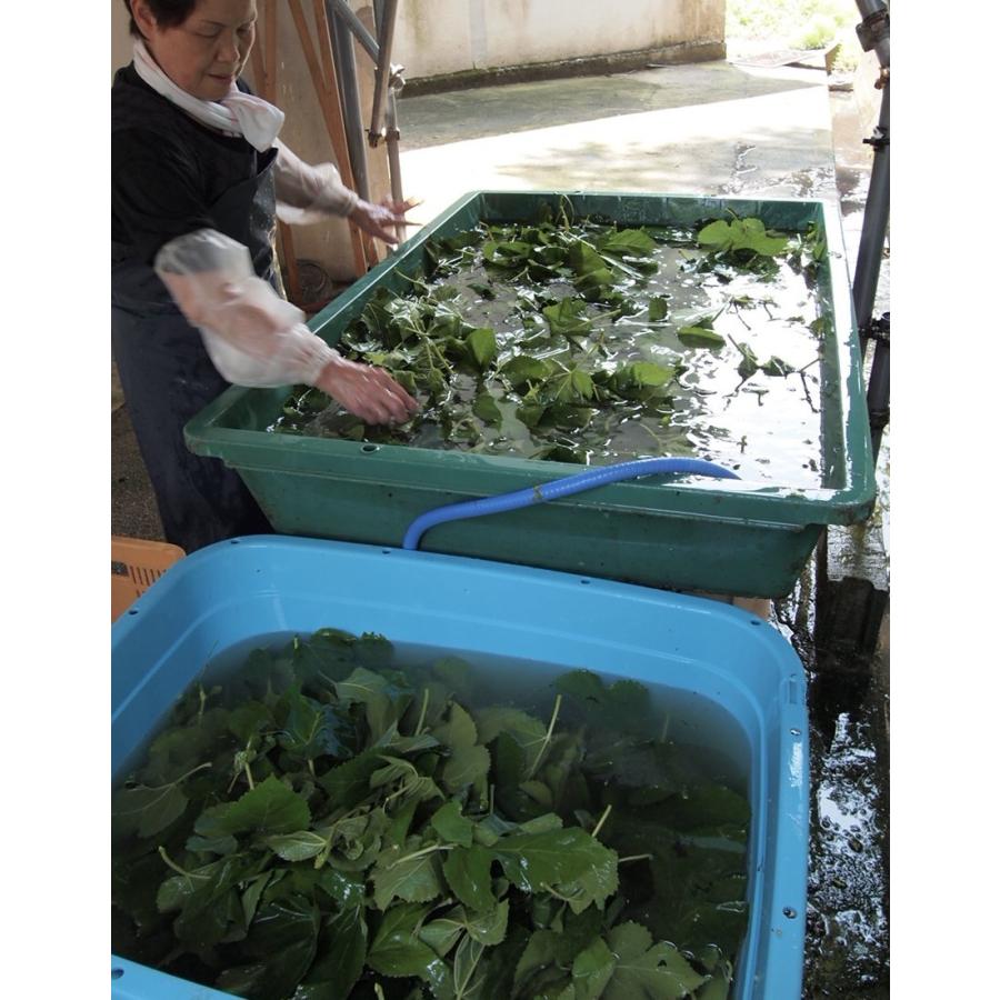 有機桑の葉ほうじ茶（送料無料）初回限定キャンペーン　美容  メタボ　デトックス　免疫アップ　健康　ダイエット 血糖値　糖尿病 コレステロール 血圧　貧血 |  | 04