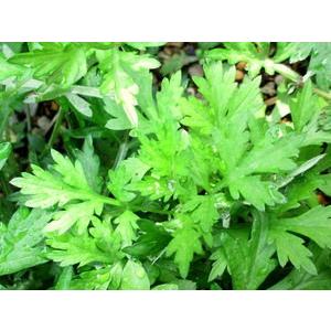 よもぎ茶 ハーブティー 国産 美容 安全安心 ノンカフェイン デトックス 免疫アップ　健康　アンチエイジング　血糖値　糖尿病　コレステロール 冷え性　貧血 |  | 03