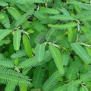 はま茶 ハーブティー　国産　美容　安全安心　ノンカフェイン　デトックス 免疫アップ　健康　アンチエイジング　コレステロール 目の疲れ　血圧 お通じ |  | 03