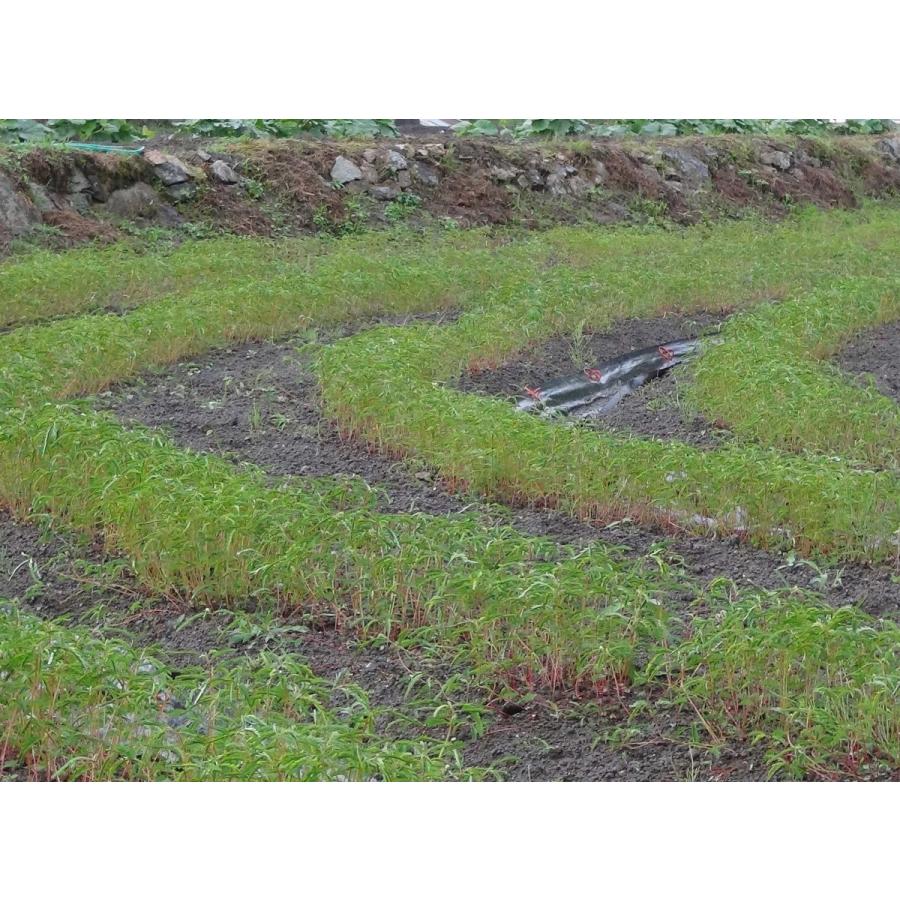 はま茶 ハーブティー　国産　美容　安全安心　ノンカフェイン　デトックス 免疫アップ　健康　アンチエイジング　コレステロール 目の疲れ　血圧 お通じ |  | 07