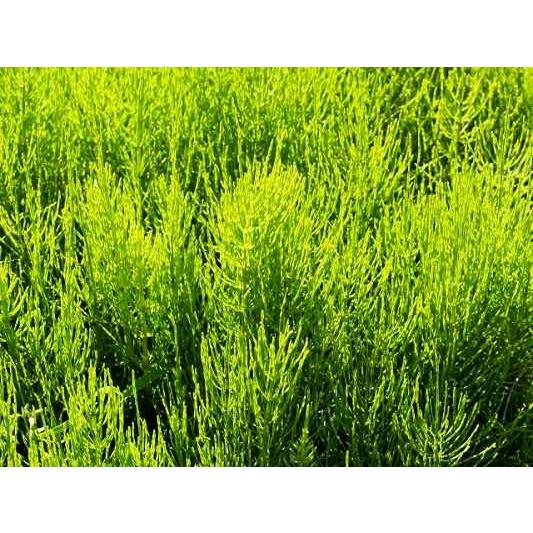 すぎな茶 ハーブティー　国産　美容　安全安心 ノンカフェイン デトックス 免疫アップ 健康　アンチエイジング 血糖値　糖尿病　コレステロール 花粉症 ミネラル |  | 03