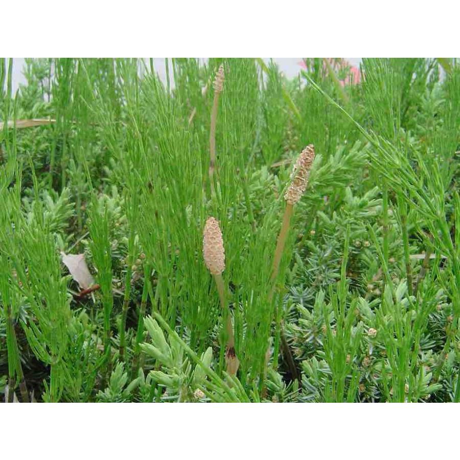 すぎな茶 ハーブティー　国産　美容　安全安心 ノンカフェイン デトックス 免疫アップ 健康　アンチエイジング 血糖値　糖尿病　コレステロール 花粉症 ミネラル |  | 04