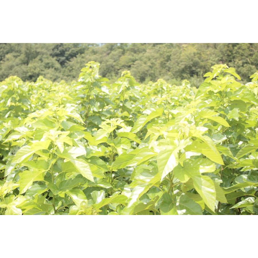 有機桑煎茶　ハーブティー　国産　美容　安全安心　貧血 メタボ デトックス　免疫アップ　健康　アンチエイジング　血糖値　糖尿病　コレステロール　血圧 |  | 02