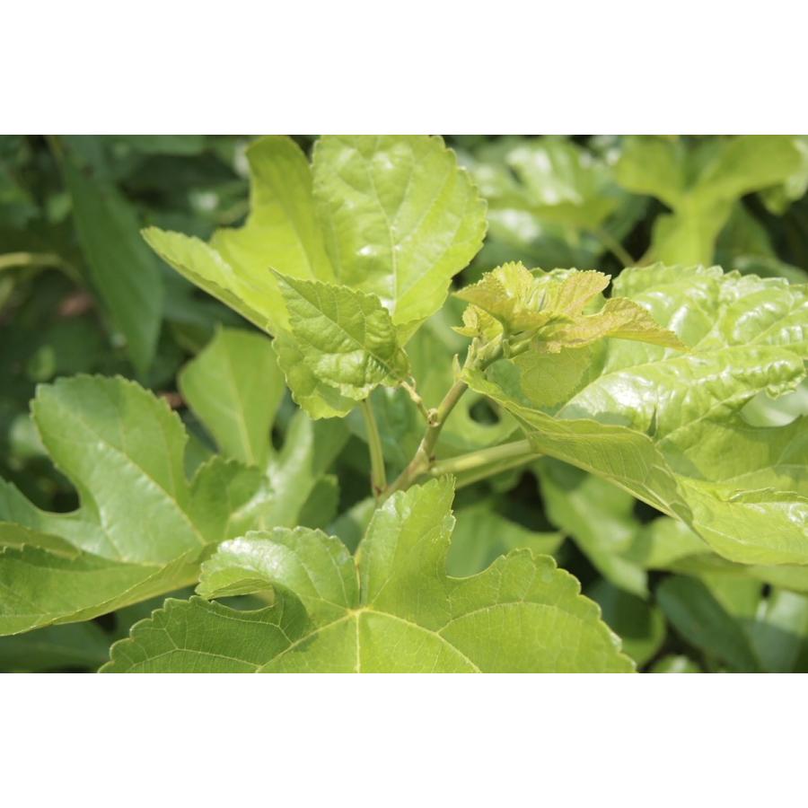 有機桑煎茶　ハーブティー　国産　美容　安全安心　貧血 メタボ デトックス　免疫アップ　健康　アンチエイジング　血糖値　糖尿病　コレステロール　血圧 |  | 03