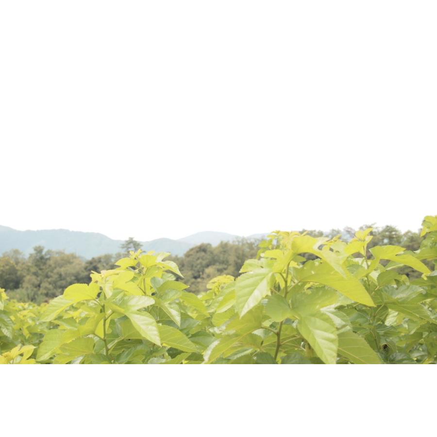 有機桑の葉抹茶　ハーブティー 国産 美容　安全安心 貧血　メタボ デトックス　免疫アップ　健康　アンチエイジング　血糖値　糖尿病　コレステロール 血圧 青汁 |  | 01