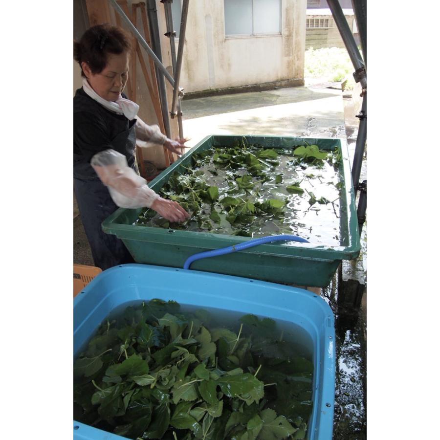 有機桑の葉抹茶（送料無料）初回限定キャンペーン　美容  メタボ　デトックス　免疫アップ　健康　ダイエット 血糖値　糖尿病 コレステロール 血圧　貧血 |  | 04