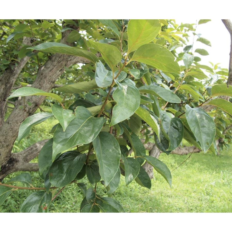 柿の葉茶　ハーブティー　国産　美容　安全　安心　ノンカフェイン　デトックス　免疫アップ　血液　健康　アンチエイジング　ダイエット　血圧　ミネラル |  | 02