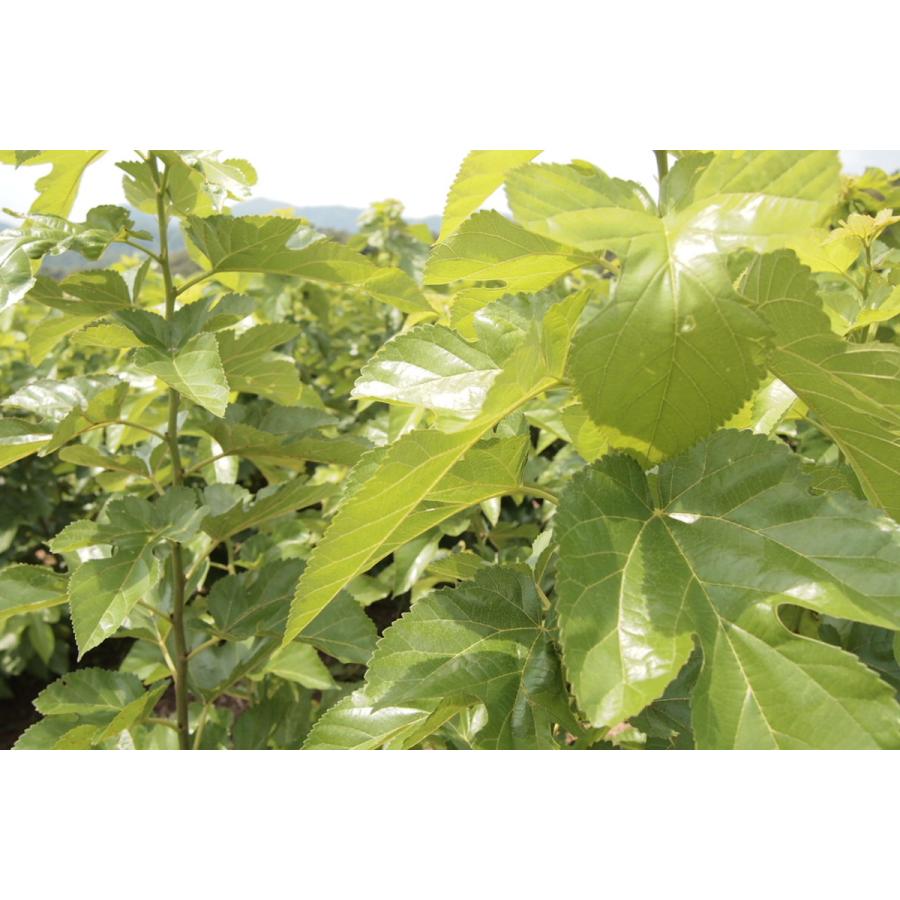 糖活ブレンド茶　べジルテ　有料サンプル |  | 03