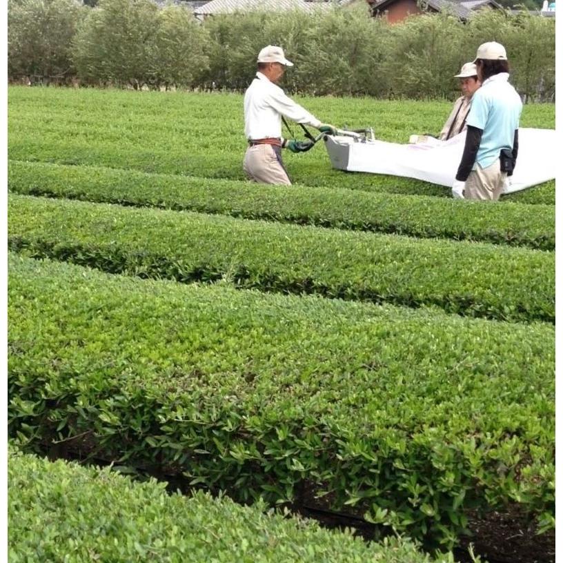 糖活ブレンド茶 べジルテ（20包入り） |  | 01