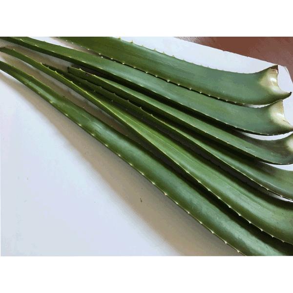 アロエベラ 約2キロ 食用 沖縄産 全国料無料 : okinawa マリンブルー