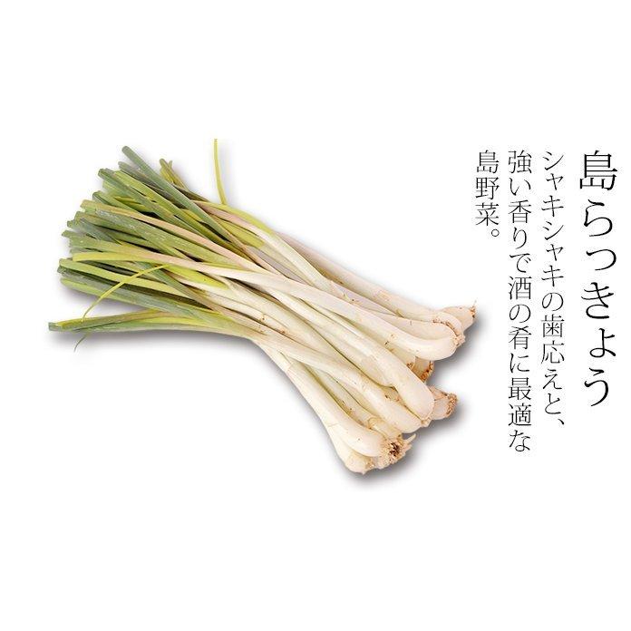 島らっきょう 沖縄島らっきょう 束 約 1キロ : okinawa マリンブルー