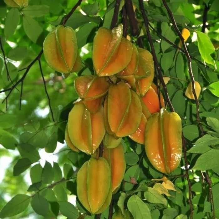 スターフルーツ 完熟タイプ たっぷり 約1キロ以上 訳あり 沖縄産 冷蔵