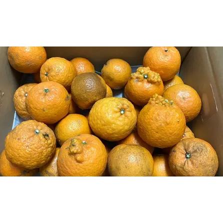 タンカン 約3キロ 訳あり たんかん 大小 桶柑 沖縄やんばる : okinawa