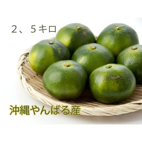 タルガヨー たっぷり 約2、5キロ 沖縄産沖縄 みかん 旬の増量中