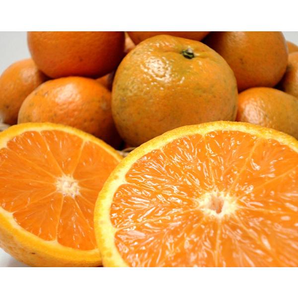 タンカン 約2キロ 訳あり たんかん 大小 桶柑 沖縄やんばる : okinawa