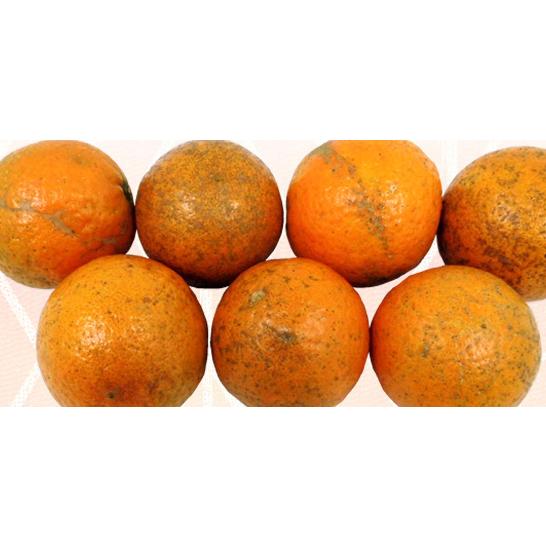 タンカン 約2キロ 訳あり たんかん 大小 桶柑 沖縄やんばる : okinawa