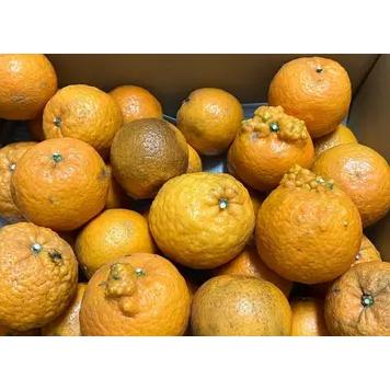 沖縄県産やんばるタンカン　無農薬 タンカン 約2・5キロ 訳あり たんかん 大小 桶柑 沖縄やんばる